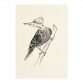 Lucidlines Caitlin Thomas Fauna