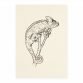 Lucidlines Caitlin Thomas Fauna