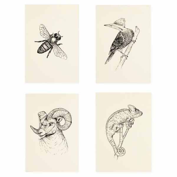 Lucidlines Caitlin Thomas Fauna