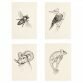 Lucidlines Caitlin Thomas Fauna